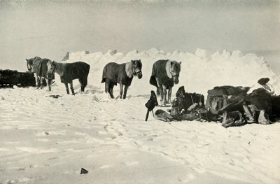 Pôneis atrás de seu abrigo no acampamento na barreira, 1911, 1913 de Robert Falcon Scott