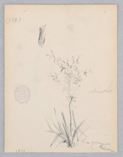 Planta com flores de Robert Frederick Blum