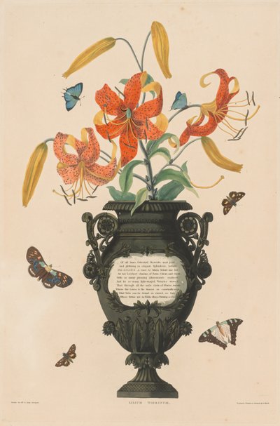 Uma seleção de plantas hexandrianas ...: Tiger Lily, 1831-1832. de Robert Havell