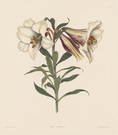 Uma seleção de plantas hexandrianas, pertencentes à ordem natural de Amaryllidae ..., 1831-1832. de Robert Havell