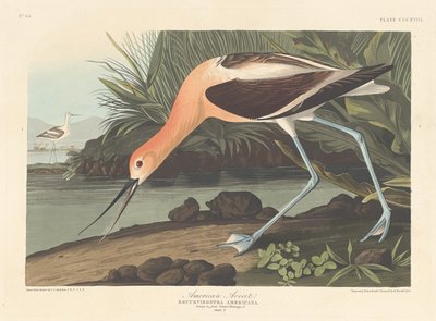Alfaiate americano, 1836 de Robert Havell