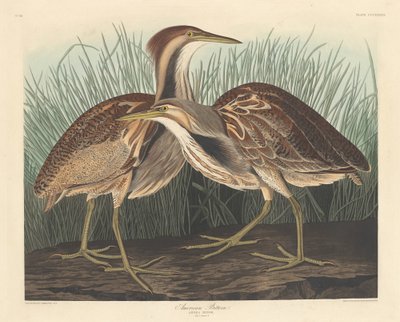 American Bittern, 1836. de Robert Havell