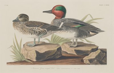 Cerceta americana de asas verdes, 1834. de Robert Havell