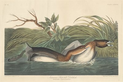 Americano Pied-Bill Dobchick, 1835. de Robert Havell