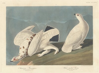Ptarmigan americano e Grous de cauda branca, 1838. de Robert Havell