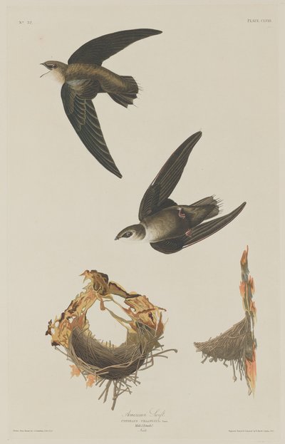 American Swift, 1833. de Robert Havell