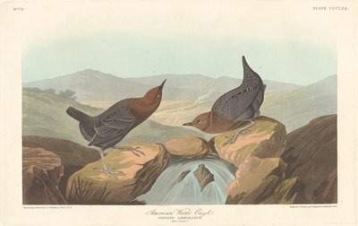 American Water Ouzel, 1837. de Robert Havell