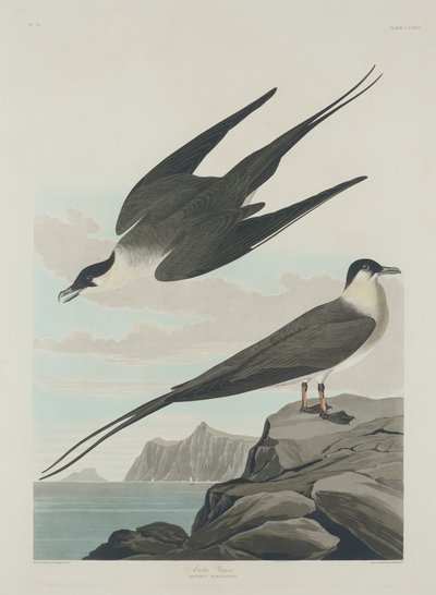Ártico Jager, 1835. de Robert Havell