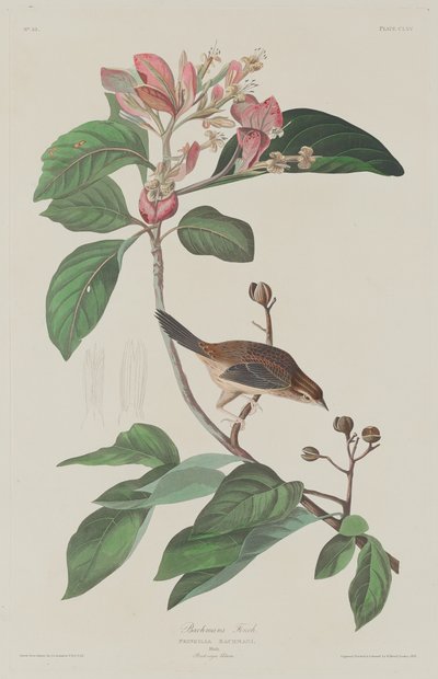 Bachmans Finch, 1833. de Robert Havell