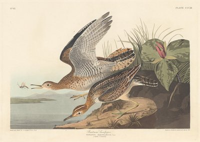 Bartram Sandpiper, 1836. de Robert Havell