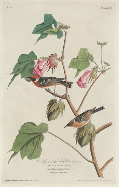 Toutinegra-de-peito-de-louro, 1829. de Robert Havell