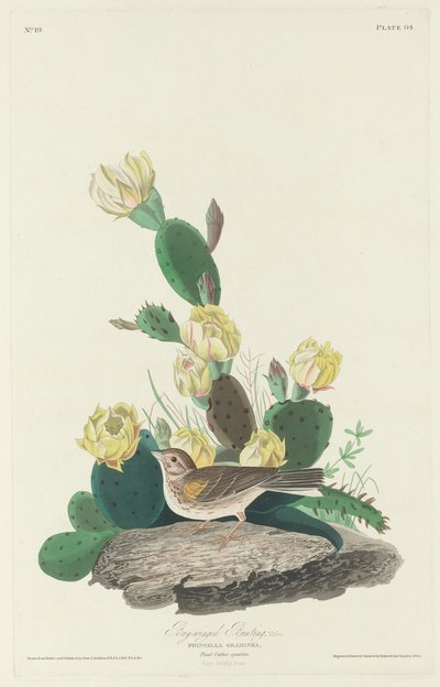 Bunting com asas de baía, 1830. de Robert Havell