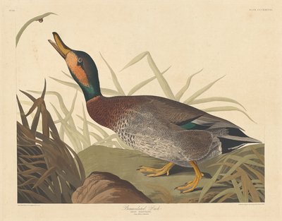 Pato Bemaculado, 1836. de Robert Havell