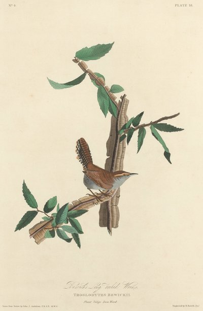 Carriça de cauda longa de Bewick, 1827. de Robert Havell