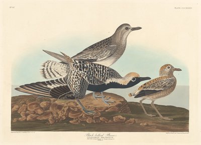 Tarambola-de-barriga-preta, 1836. de Robert Havell