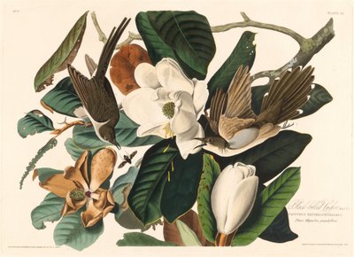 Cuco-de-bico-preto, 1828. de Robert Havell