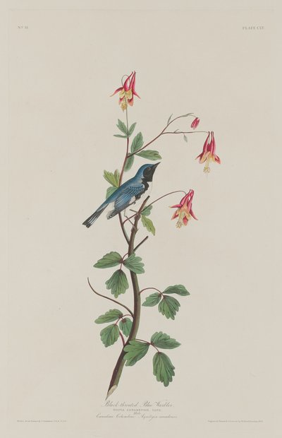 Toutinegra-de-garganta-preta, 1832. de Robert Havell