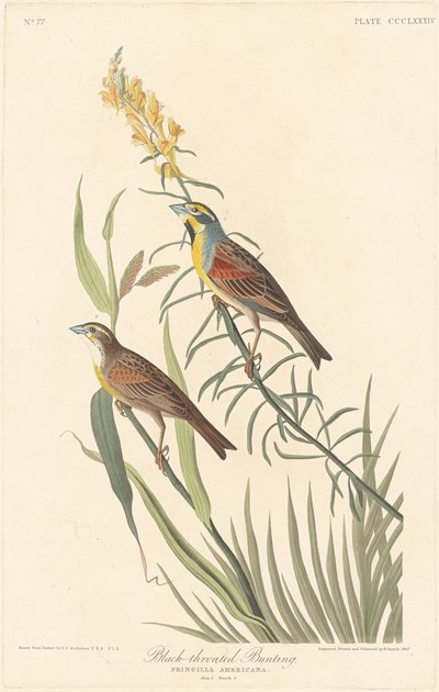 Estamenha-de-garganta-preta, 1837. de Robert Havell