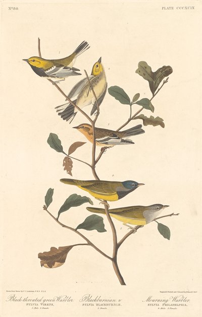 Toutinegra-de-garganta-preta, toutinegra-preta e toutinegra de luto, 1837. de Robert Havell
