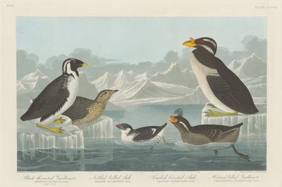 Guillemot-de-garganta-preta, Auk-de-bico-nobbed, Auk-de-crista-ondulado e Auk-de-bico-chifre..., 1838. de Robert Havell