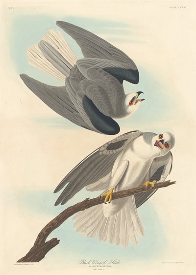 Falcão de asas negras, 1837. de Robert Havell