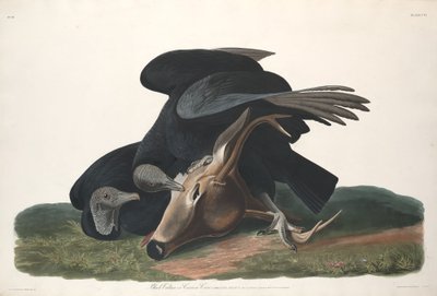 Abutre Negro, 1831. de Robert Havell