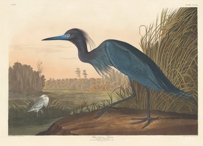 Blue Crane ou Garça, 1836. de Robert Havell