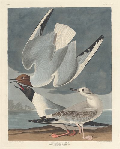 Gaivota Bonapartiana, 1836. de Robert Havell