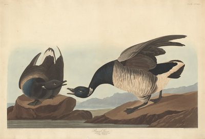 Brant Goose, 1837. de Robert Havell