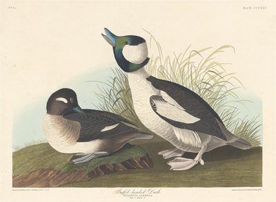 Pato com cabeça de búfalo, 1836. de Robert Havell