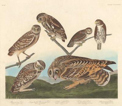 Coruja-buraqueira, coruja-buraqueira-de-cabeça-grande e coruja-da-noite, 1838. de Robert Havell
