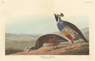 Perdiz californiana, 1838. de Robert Havell