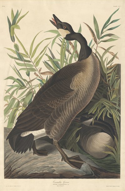 Ganso do Canadá, 1834. de Robert Havell