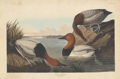 Pato de lona, 1836. de Robert Havell