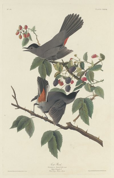 Gato Pássaro, 1832. de Robert Havell