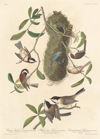 Titmouse de dorso castanho, chapim-de-cabeça-preta e chapim-de-coroa-castanha, 1837. de Robert Havell