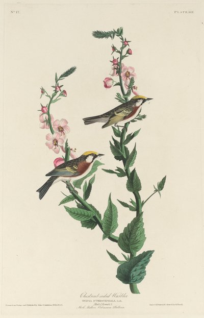 Toutinegra de lado castanho, 1829. de Robert Havell