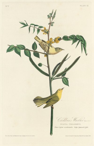 Toutinegra infantil, 1828. de Robert Havell