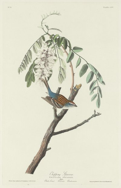 Chipping Sparrow, 1831. de Robert Havell