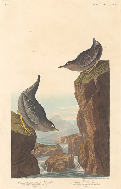Columbian Water Ouzel e Arctic Water Ouzel, 1838. de Robert Havell