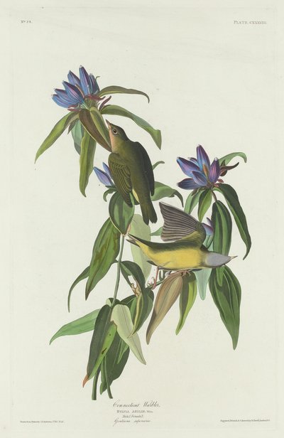 Toutinegra de Connecticut, 1832. de Robert Havell