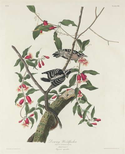 Downy Woodpecker, 1831. de Robert Havell