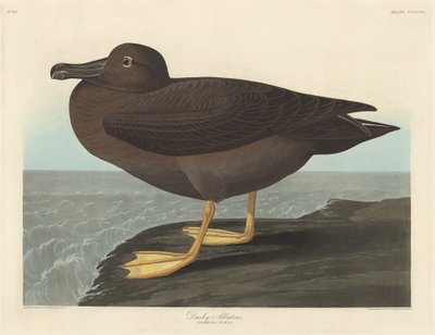 Albatros escuros, 1838. de Robert Havell