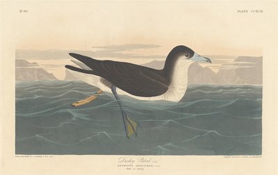Petrel escuro, 1836. de Robert Havell