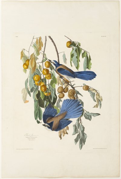Flórida Jay de Robert Havell
