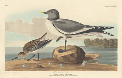 Gaivota de cauda bifurcada, 1835. de Robert Havell