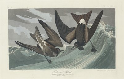 Petrel de cauda bifurcada, 1835. de Robert Havell