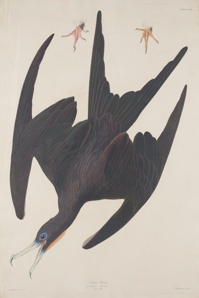 Fragata Pelicano, 1835. de Robert Havell