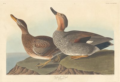 Pato Gadwall, 1836. de Robert Havell