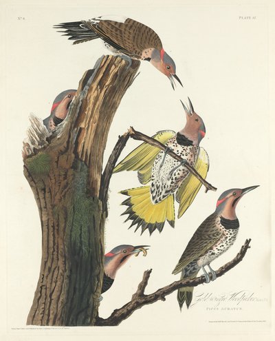 Pica-pau de asas douradas, 1828. de Robert Havell